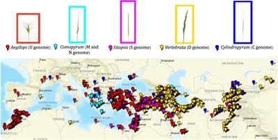Genomic characterization and gene bank curation of Aegilops: the wild relatives of wheat